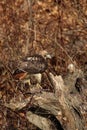 A Red Tail Hawk peers out from its perch on a tree stump in mid winter.