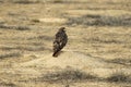 Red Tail Hawk Perched On A Prairie Dog Mound, Waitng for Lunch Royalty Free Stock Photo