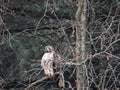 Red Tail Hawk perched on tree limb Royalty Free Stock Photo