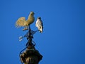 Red tail hawk perches on a weather vane