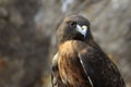 Red-tail Hawk Portrait