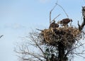 Red Tail Hawk quadruplets in Southern Saskatchewan