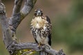 Red Tail Hawk Royalty Free Stock Photo