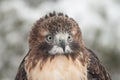 Red Tail Hawk in snow Royalty Free Stock Photo