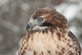 Red Tail Hawk in snow Royalty Free Stock Photo