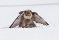 Red tail hawk eating a recent kill