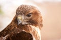 Red Tail Hawk with Snow Flakes on Feathers Royalty Free Stock Photo