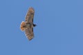 Red Tail Hawk soaring Royalty Free Stock Photo