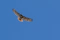 Red Tail Hawk soaring