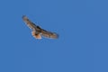 Red Tail Hawk soaring Royalty Free Stock Photo