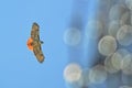 Red-tail hawk soaring high in the sky Royalty Free Stock Photo