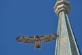 Red tail hawk soaring against a clear blue sky Royalty Free Stock Photo