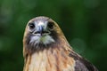 Red Tail Hawk Stare down