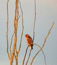 Red Tail Hawk on swamp branch hunts for breakfast Royalty Free Stock Photo
