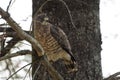 Red-Tail hawk on a tree branch, fluffs up and ruffles its feathers.