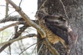 Red-Tail hawk on a tree branch, fluffs up and ruffles its feathers. Royalty Free Stock Photo