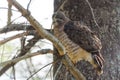 Red-Tail hawk on a tree branch, fluffs up and ruffles its feathers. Royalty Free Stock Photo