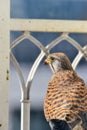 Red Tail Hawk (urban) day eating