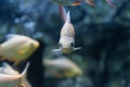 Red-tail Tinfoil Barb in aquarium Royalty Free Stock Photo