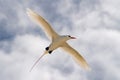 Red tail tropic bird Phaethon rubricauda while flying Royalty Free Stock Photo