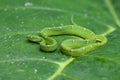 Red tailed bamboo pit viper - Costa Rica