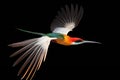 A Red-tailed Bee-eater isolated on black background Royalty Free Stock Photo