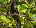 Red-tailed black cockatoo