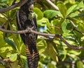 Red-tailed black cockatoo