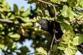 Red-tailed black cockatoo also known as Banksian