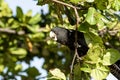 Red-tailed black cockatoo also known as Banksian