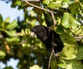 Red-tailed black cockatoo also known as Banksian