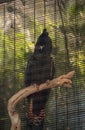 Red-tailed black cockatoo bird is called Calyptorhynchus banksii