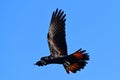 Red-tailed black cockatoo.Bird In flight Royalty Free Stock Photo