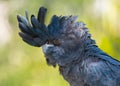 Red-Tailed Black Cockatoo Royalty Free Stock Photo