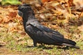 The red tailed black cockatoo Calyptorhynchus banksii also known as Banksian or Banks black cockatoo, is a large black cockatoo