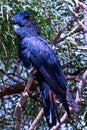 Red-tailed black cockatoo perched in a tree