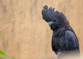 Red-tailed Black Cockatoo (Calyptorhynchus banksii) in Australia Royalty Free Stock Photo