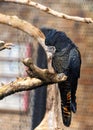 Red-tailed Black Cockatoo (Calyptorhynchus banksii) in Australia Royalty Free Stock Photo