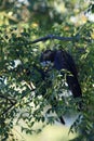 red-tailed black cockatoo (Calyptorhynchus banksii) Queensland ,Australia