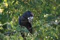 red-tailed black cockatoo (Calyptorhynchus banksii) Queensland ,Australia