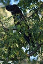 red-tailed black cockatoo (Calyptorhynchus banksii) Queensland ,Australia