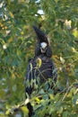 red-tailed black cockatoo (Calyptorhynchus banksii) Queensland ,Australia