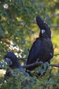 red-tailed black cockatoo (Calyptorhynchus banksii) Queensland ,Australia