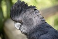 Red tailed black cockatoo Royalty Free Stock Photo