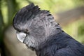 Red tailed black cockatoo Royalty Free Stock Photo