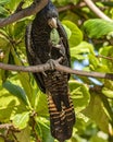 Red-tailed black cockatoo Royalty Free Stock Photo