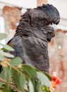 Red-tailed black cockatoo