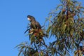 Red-tailed black cockatoo in eucalyptus tree against blue sky