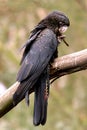Red-tailed Black Cockatoo Royalty Free Stock Photo