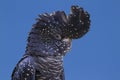 Red-tailed Black Cockatoo